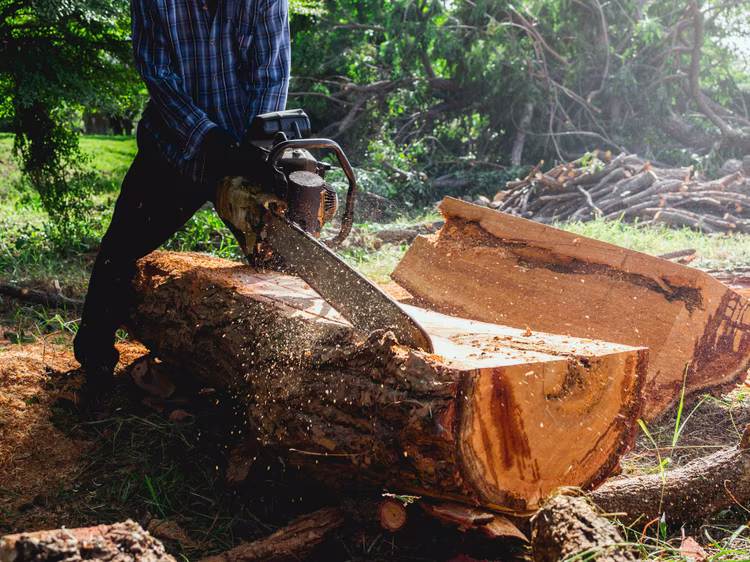 Zambia’s miombo woodlands are home to valuable tree species, including Mukula, whose journey through the timber trade can stretch far beyond the forest.
