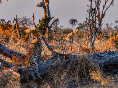 And Then There Was Water: The Okavango Delta