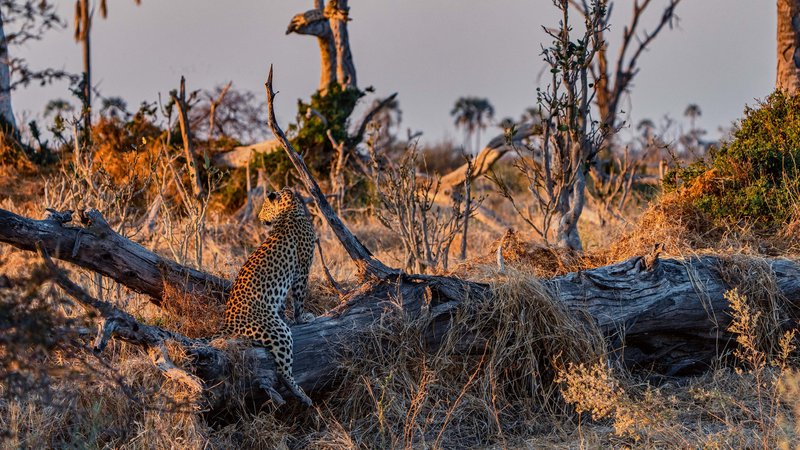 And Then There Was Water: The Okavango Delta