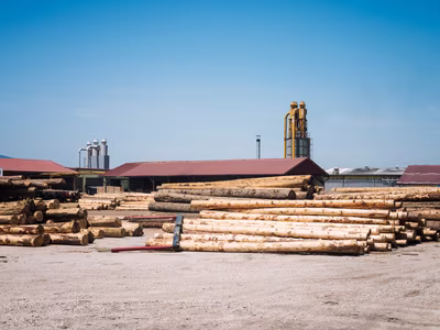 Inside the Secret Trade of Zambia’s Mukula Wood