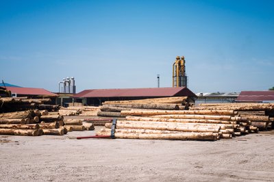 Inside the Secret Trade of Zambia’s Mukula Wood
