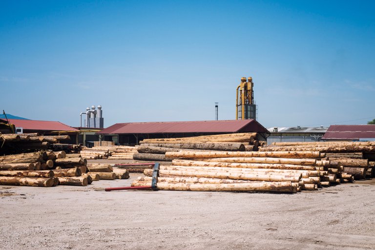 Inside the Secret Trade of Zambia’s Mukula Wood