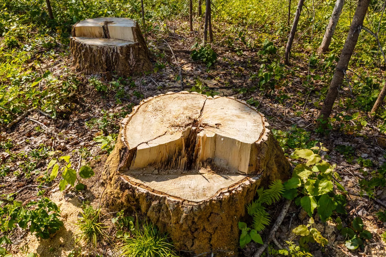 Freshly cut Mukula stumps offer a visible reminder that the story of timber begins long before it reaches a truck, warehouse or international market.