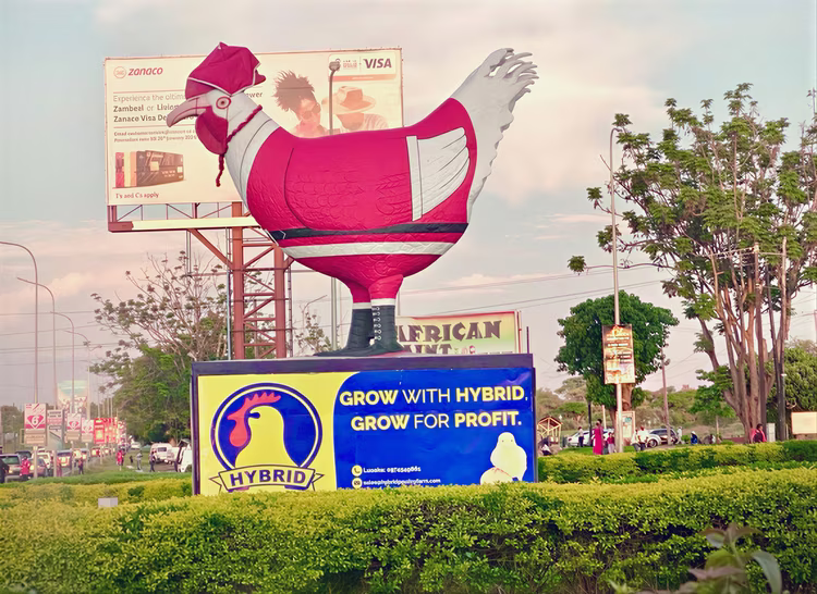 The hybrid chicken has been there for us - standing like a beady-eyed beacon over the roundabout, guiding us home. (Image courtesy of Owusu Sam G).