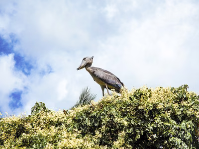 How Zambia is Protecting The World's Most Endangered Species