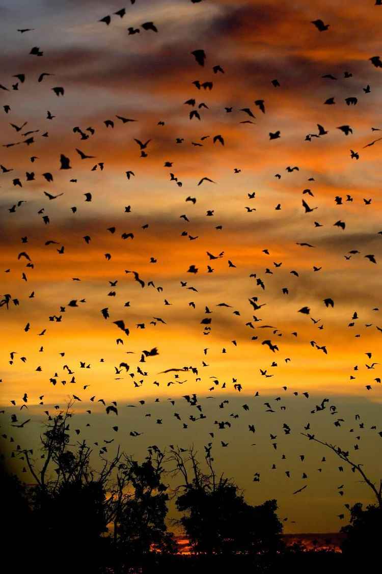 Bats in Kasanka take flight at sunset (Image by Malcolm Schuyl)