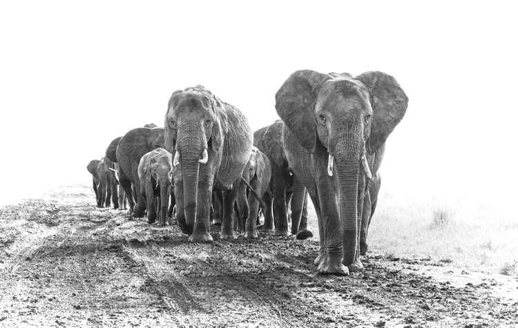 Elephants herd. (Image by Amish Chhagan).