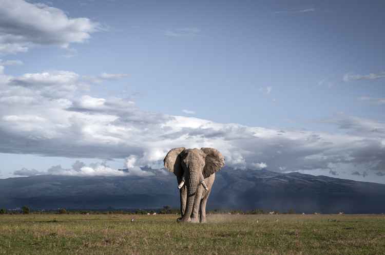 Lone Elephant (Image by Amish Chhagan).