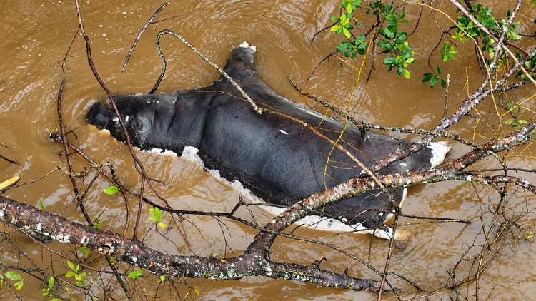 The current outbreak is centred in the Munyamadzi Game Management Area in Mpika District, Muchinga Province, where 46 hippos, 8 elephants, 5 buffaloes, and 1 crocodile have died since July.
