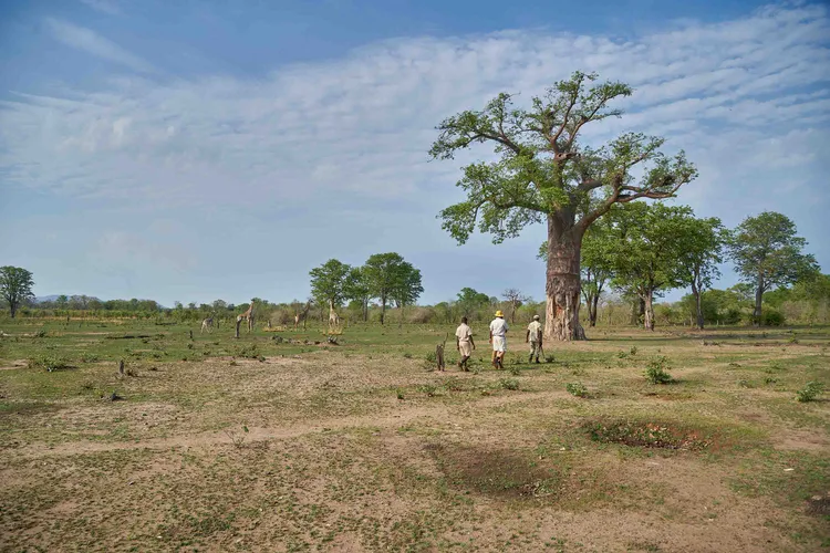 South Luangwa is home of the walking Safari established by Norman Carr (image by Chosa Mweemba).