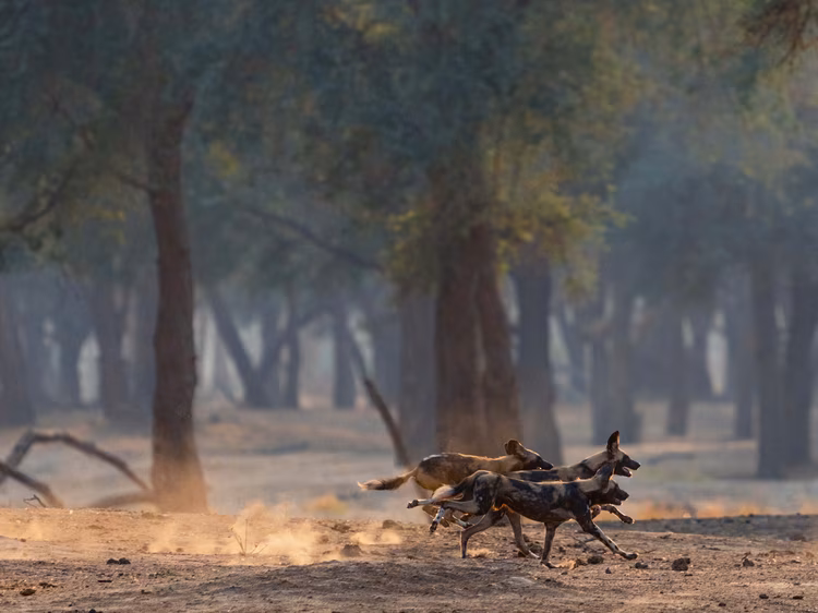 Lower Zambezi National Park spans 4,000 square kilometres and was once a private reserve. (Image courtesy of Rachel Rebibo).