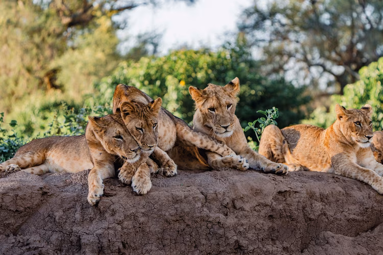 The Lower Zambezi allows canoe safaris, where travellers drift silently past elephants and hippos, experiencing wildlife at water level rather than from traditional vehicles. (Image courtesy of Rachel Rebibo).