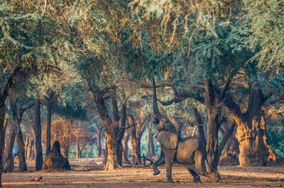Lower Zambezi: The Last Sanctuary on Earth