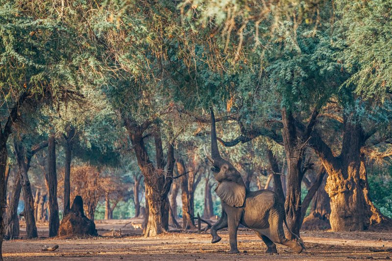 Lower Zambezi: The Last Sanctuary on Earth