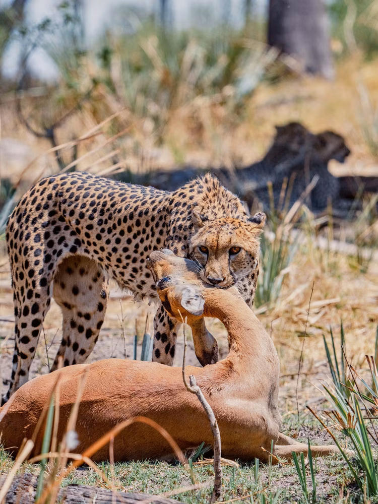 The Okavango Delta is one of the world’s only inland deltas, where water never reaches the sea but instead disappears into the Kalahari sands each year. (Image courtesy of Rachel Rebibo).