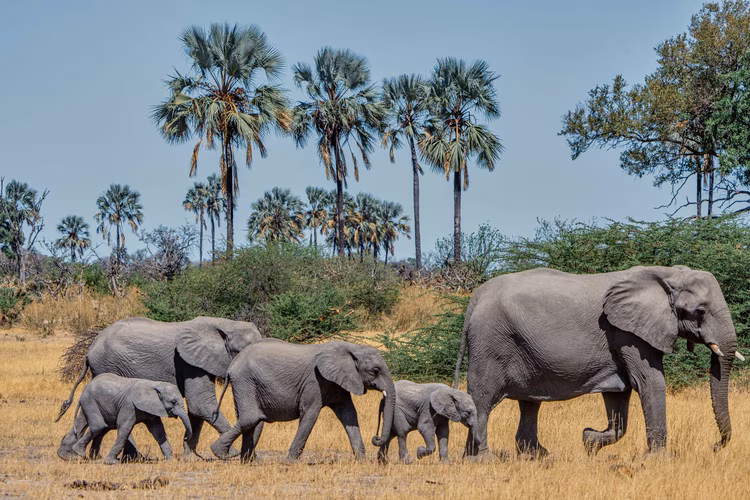 The Delta supports one of Africa’s largest elephant populations, with herds swimming between islands and moving seasonally across its waterways and floodplains. (Image courtesy of Rachel Rebibo).