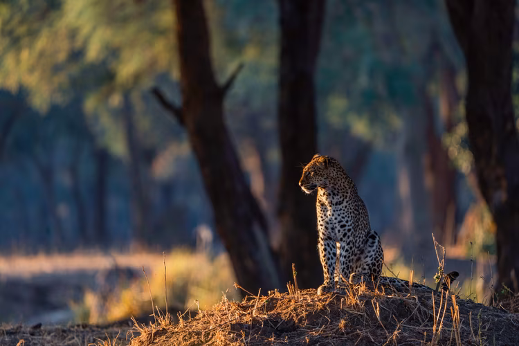 Despite its richness, Lower Zambezi remains relatively uncrowded, with no paved roads and limited access, preserving a slower, more intimate safari rhythm rarely found elsewhere today. (Image courtesy of Rachel Rebibo).