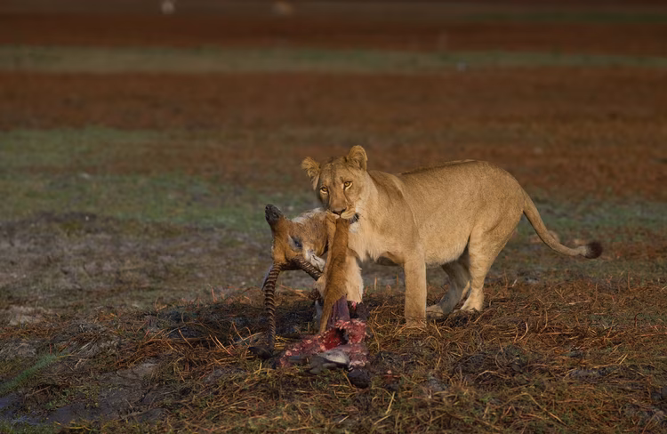 Isaac has seen lions successfully hunt a hippo, and others killed by a buffalo. As the primary predators on the Busanga Plains, lions feature prominently in these anecdotes. (Image by Chona Mweemba for Nkwazi Magazine).