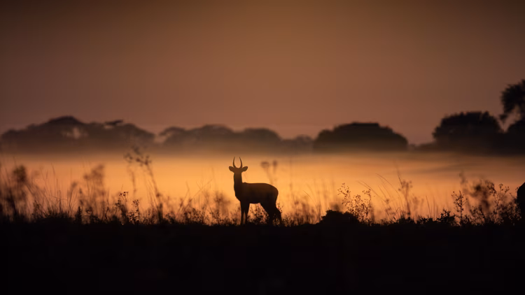 The Kafue National Park moves to its own rhythm, and if you match it, you’ll see things most safari-goers never dream of. A real-life National Geographic Experience. (Image by Chona Mweemba for Nkwazi Magazine).