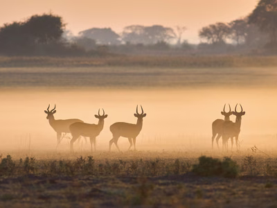 Witnesses of the Wild