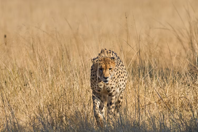 Follow the twisting trails of the wilderness with front row seats to natures theatre. (Image by Chona Mweemba for Nkwazi Magazine).