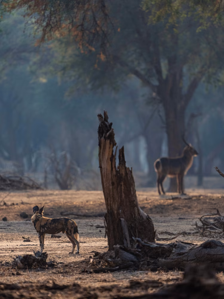 Mana Pools across the river allows animals to move freely between Zambia and Zimbabwe within a seamless transboundary ecosystem. (Image courtesy of Rachel Rebibo).