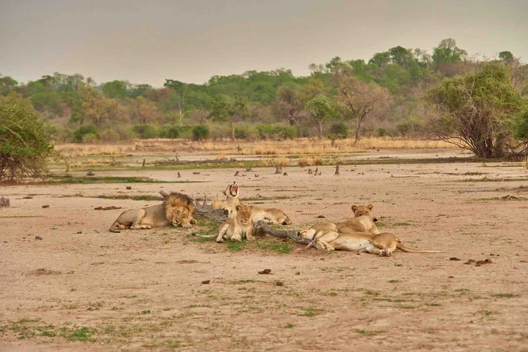 While South Luangwa National Park has some of the highest leopards concentrations, lions thrive here too (image by Chosa Mweemba).