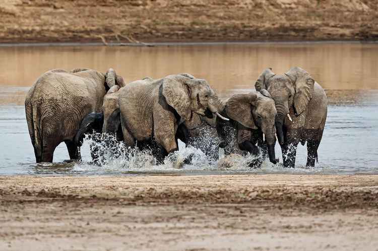 Herd of elephants in Luangwa River_S.Tuengler