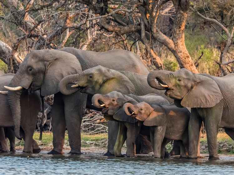 Herd of elephants in Mosi-oa-Tunya National Park (Michael Nolan)