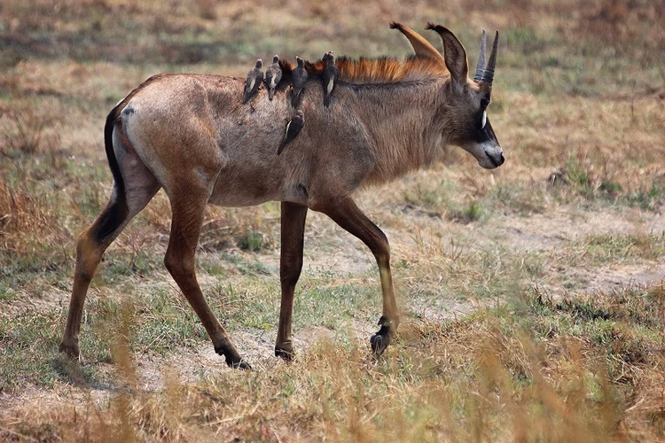 The park is known as a birders' paradise, with over 500 species of birds recorded in its vicinity, as many as in the whole of Europe. (Image courtesy of Mozhi Camp/Shearzone Safaris).