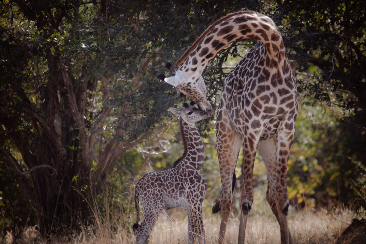 These are the images featured in posters that invite people to discover Zambia and explore The Real Africa. They are the visions that appear on National Geographic. (Image by Karthik Jayaprakash for Nkwazi Magazine).