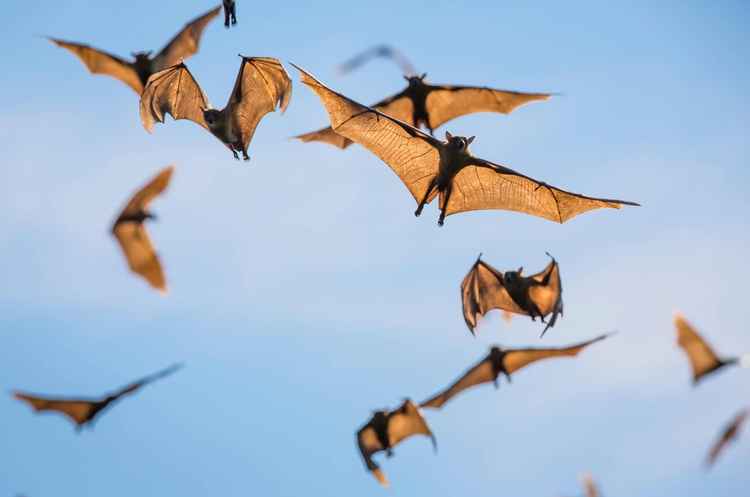 (Image by Will Burrard-Lucas)