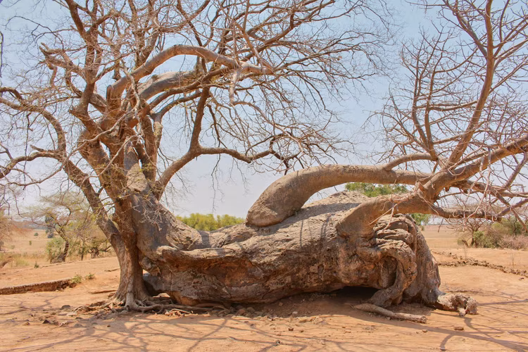 Ing'ombe Ilede is the Tonga name for 'the place where the cow sleeps'—a reference to a fallen baobab tree resembling a resting cow. (Image courtesy of Chikwa Hambayi).