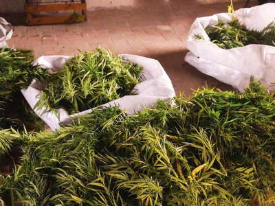 Is Zambia's Hemp Act Up in Smoke or Just High Hopes?