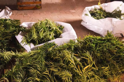 <p data-block-key="krnuk">Is Zambia's Hemp Act Up in Smoke or Just High Hopes?</p>