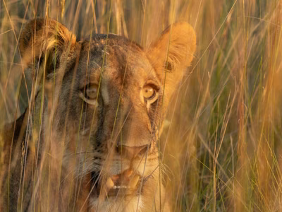 Liuwa Plain: Where Kings Hunt