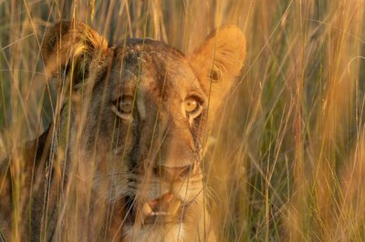 Liuwa Plains: Where Kings Hunt