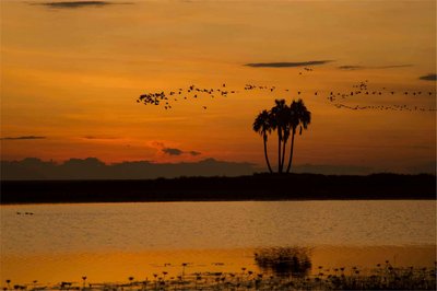 Liuwa Plains: Where Kings Hunt