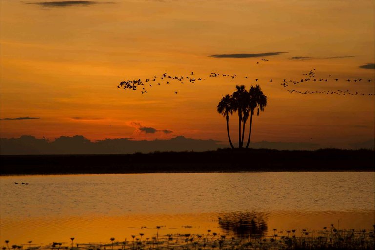 Liuwa Plain: Where Kings Hunt