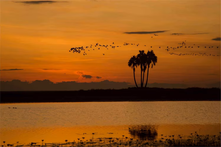 The Kuomboka ceremony is a major Lozi cultural event, marking the seasonal migration due to the flooding of the plains, is tied to the same hydrological rhythms that shape Liuwa’s ecology. (Image by Walid Nassar for Nkwazi Magazine).
