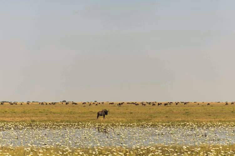While wildebeest provide the main attraction during migration season, scores of other life occupy these plains year-round, creating a complex web of predator-prey relationships. (Image by Walid Nassar for Nkwazi Magazine).