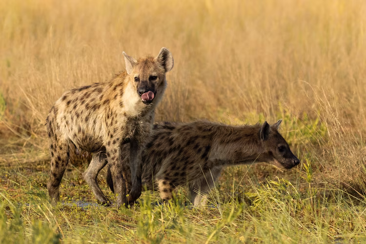 The spotted hyenas of Liuwa are not scavengers by default—they’re apex predators here. Some clans number up to 50 individuals, making them dominant over lions in many encounters. (Image by Walid Nassar for Nkwazi Magazine).