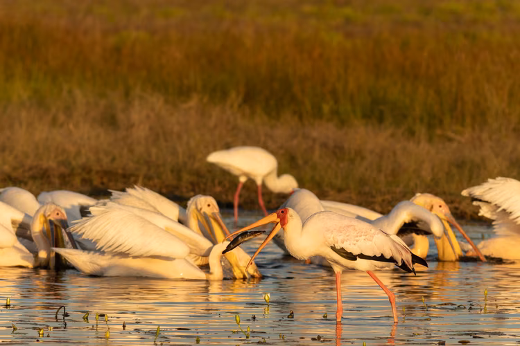 Birding offers another major draw for visitors, with over 350 species calling Liuwa home throughout various seasons. (Image by Walid Nassar for Nkwazi Magazine).