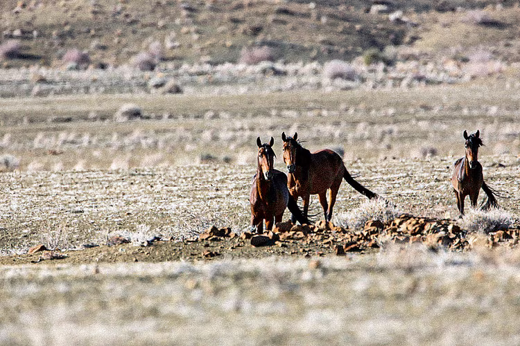 Namibia earns its name as the “land of contrasts” because its regions shift sharply, creating some of the most dramatic landscape changes in Africa. (Image courtesy of Namibia Tourism Board).