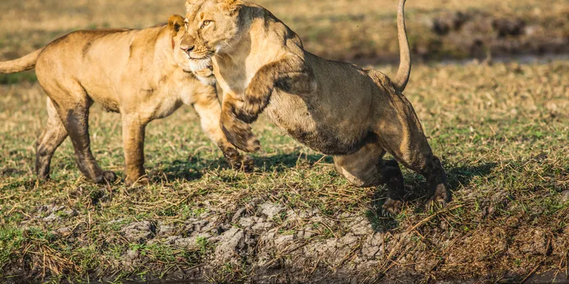 Leaping at Busanga. Image by Kalichi Pictures for Nkwazi Magazine.