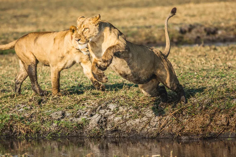 Leaping at Busanga. Image by Kalichi Pictures for Nkwazi Magazine.