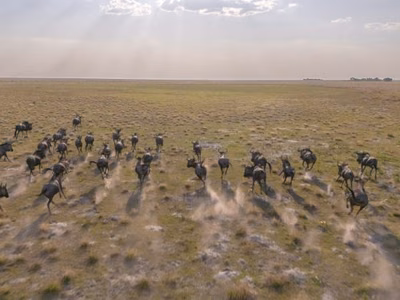Liuwa’s Epic Wildebeest Migration