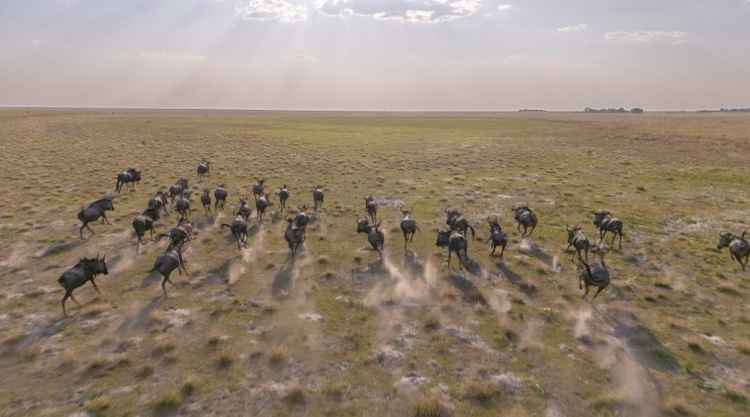 Liuwa Plain Wildebeest Migration (Image by Walid Nassar)