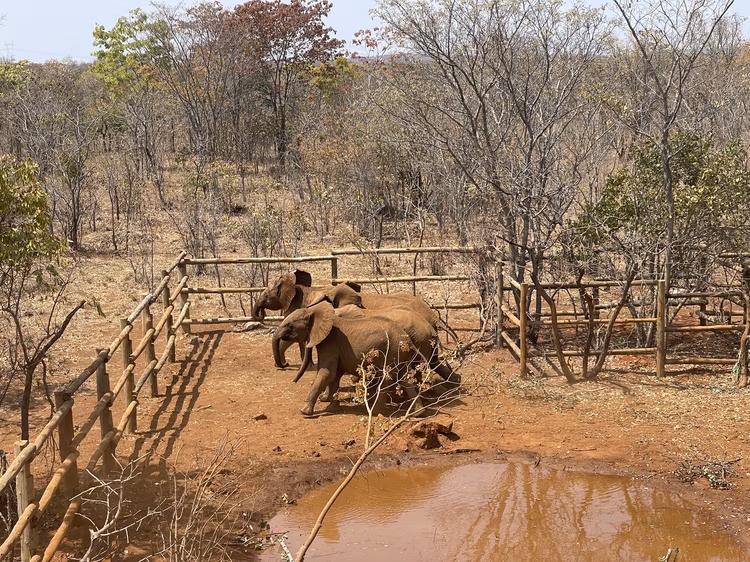Baby elephants at the Lusaka National Park Elephant Nursery. (Image courtesy of Lusaka National Park).