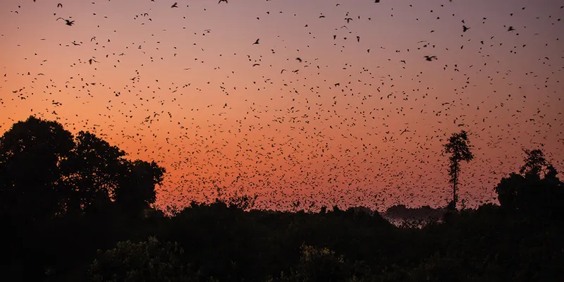 Kasanka Bat Migration. (Image by Kalichi Pictures for Nkwazi Magazine).